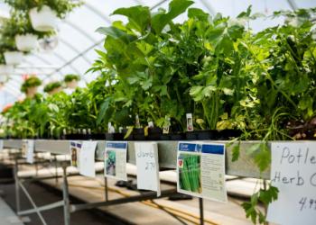 seedlings in a greenhouse