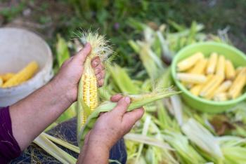 hands peeling cobs of corn