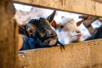 A close-up, indoor photo of two goats—one dark and one white—looking over a wooden partition