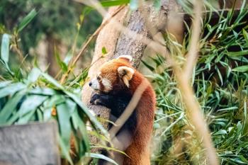 a single red panda climbing a tree