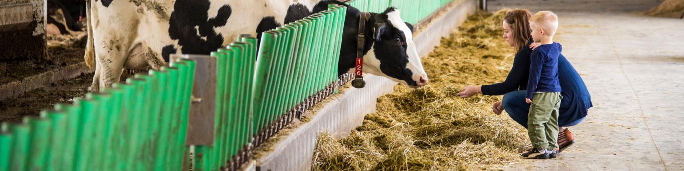 Mother and son feeding a cow hay