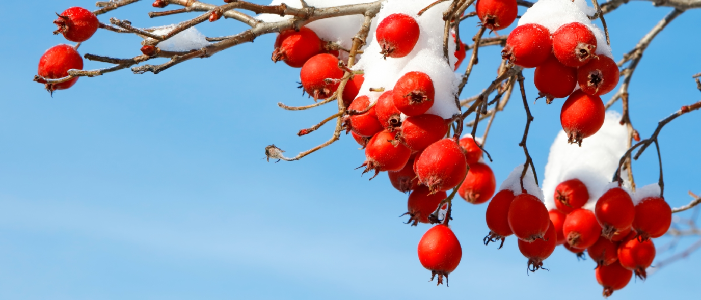 Red Winter Berries on a branch