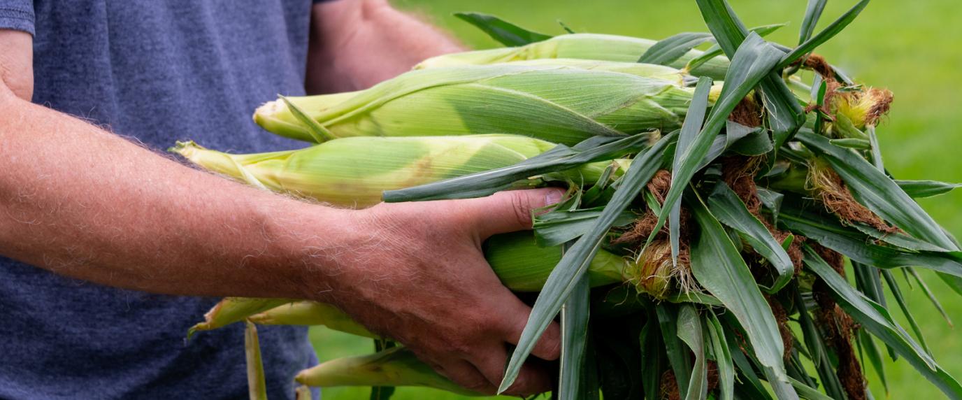 person hanging onto corn cobs in husks