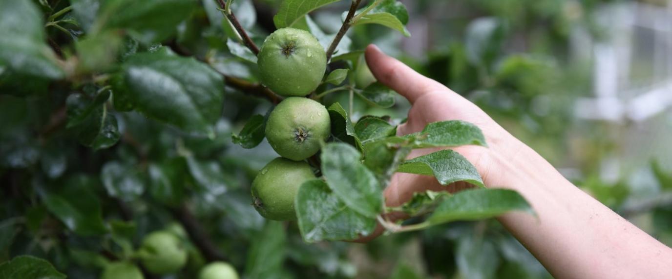 hand reaching for green apples in a tree