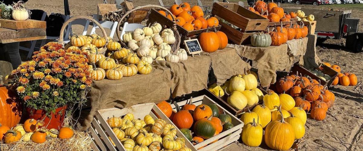 variety of pumpkin on display stands