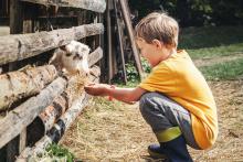 A boy feeding grass to a goat