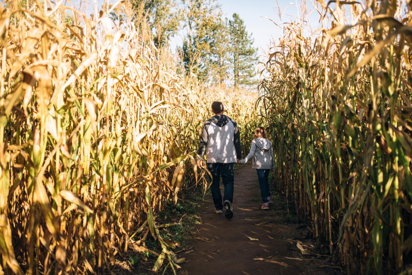 two people walking in a corn maze