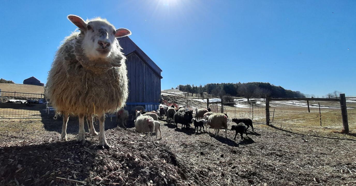 Sheep standing out in the pasture
