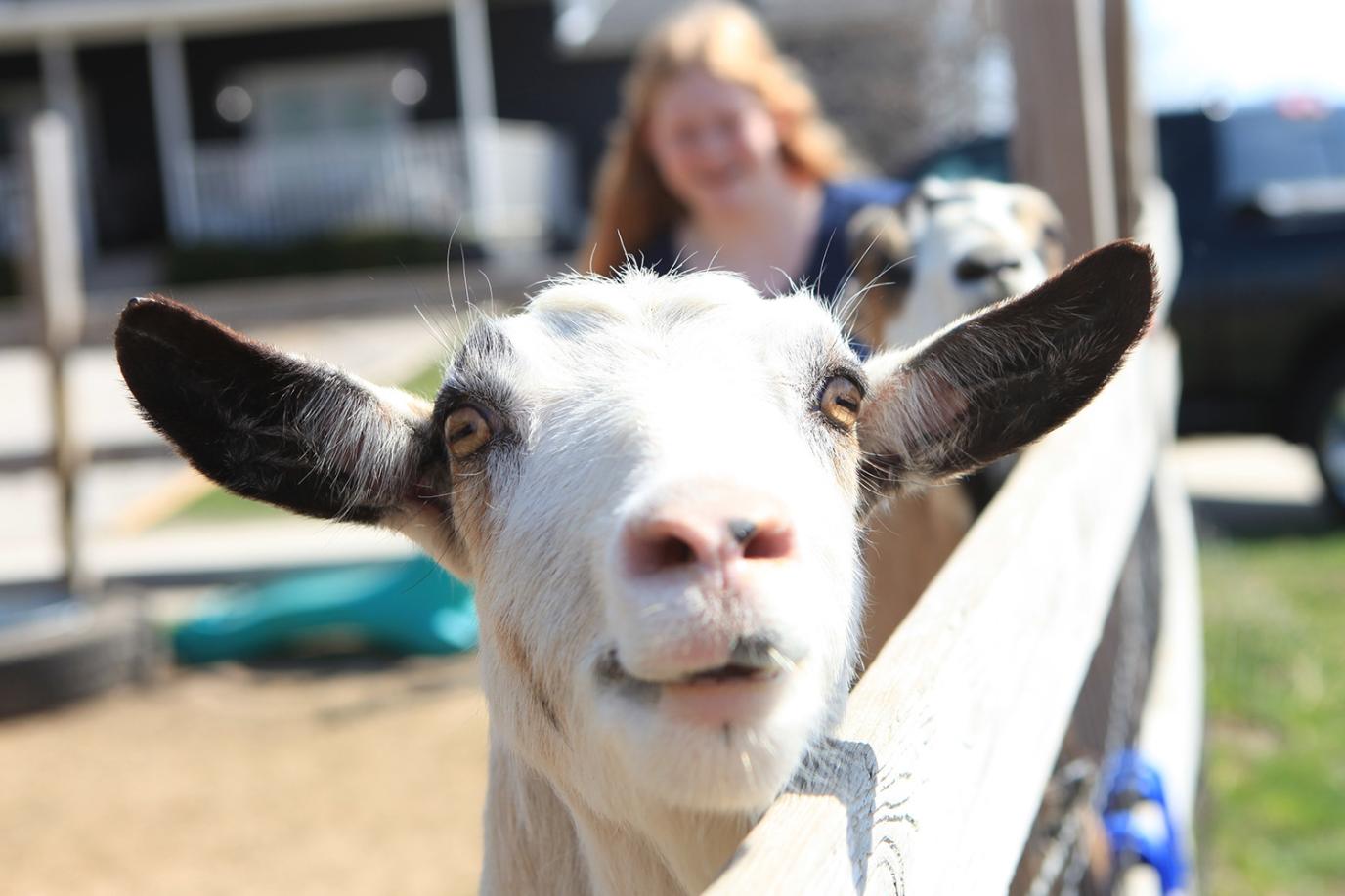 A close-up of a white goat looking at the camera, with a woman blurred in the background.