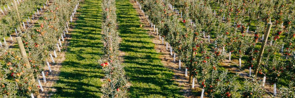 An aerial view of long, straight rows of apple trees in a sunny field.