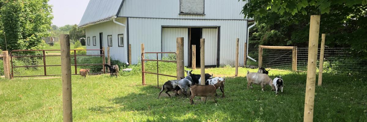 A group of goats grazing in a fenced grassy area in front of a white barn.