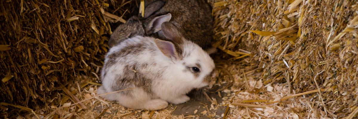 Two rabbits huddled together in a bed of hay and wood shavings.