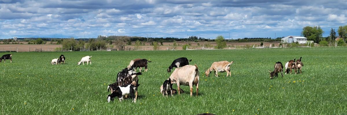 A group of goats grazing in a grassy, sunny field.