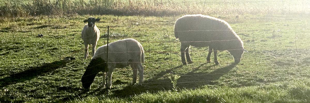 Three sheep grazing in a green pasture during a misty sunrise.