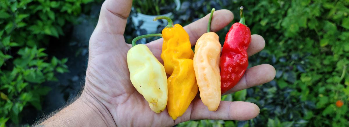 A person holding four small hot peppers in their open palm, ranging in color from pale yellow to bright orange and red.