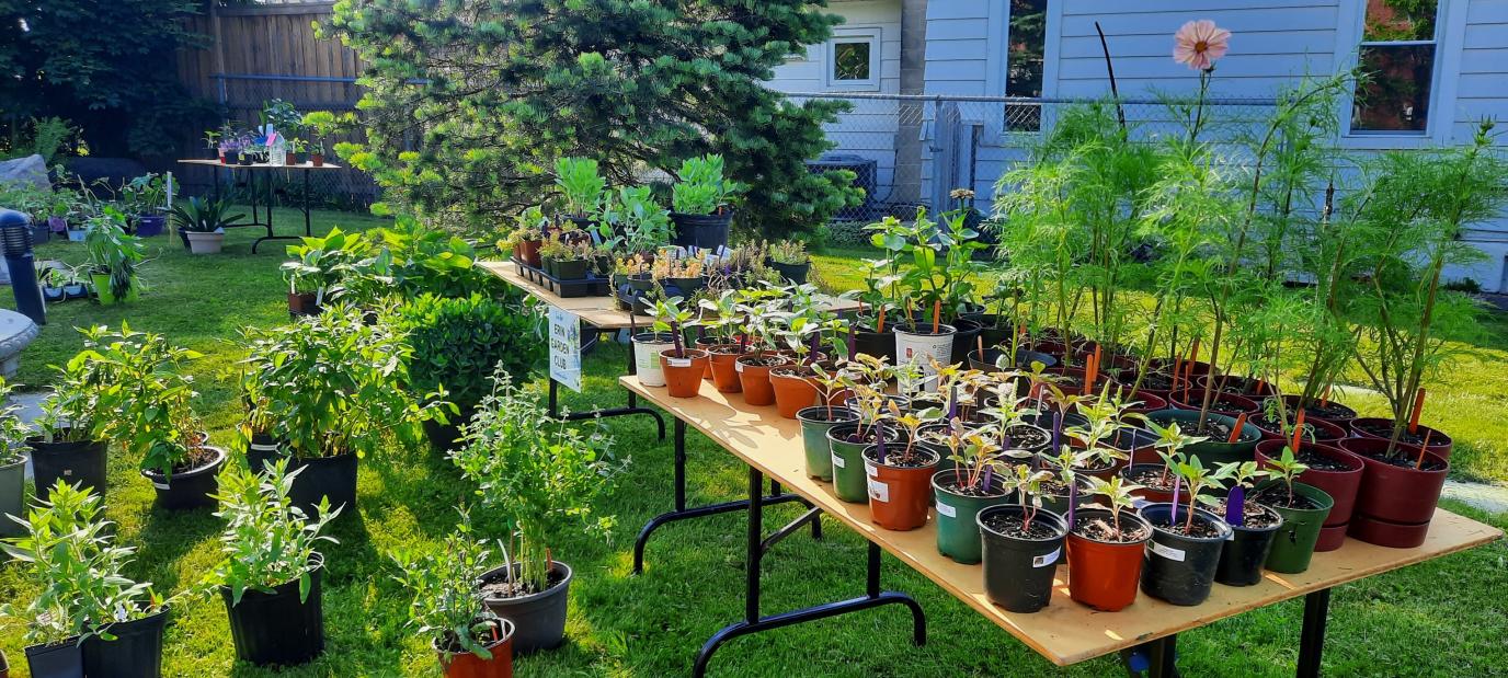 Erin Garden Club outdoor plant sale with tables of potted seedlings on a sunny lawn.