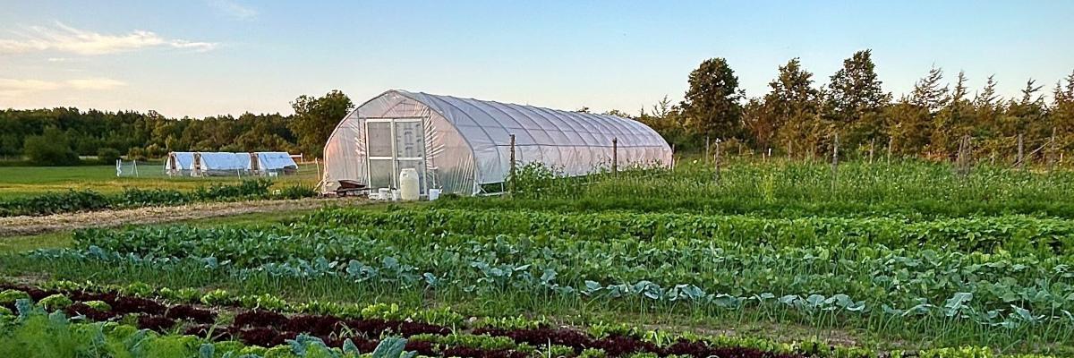 A hoop house greenhouse in a farm field surrounded by rows of growing crops.