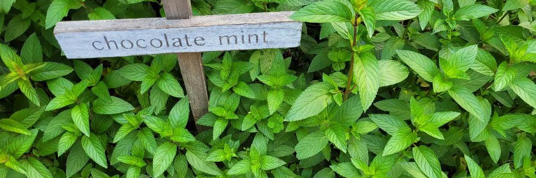A wooden garden stake labeled "chocolate mint" among vibrant green mint plants.