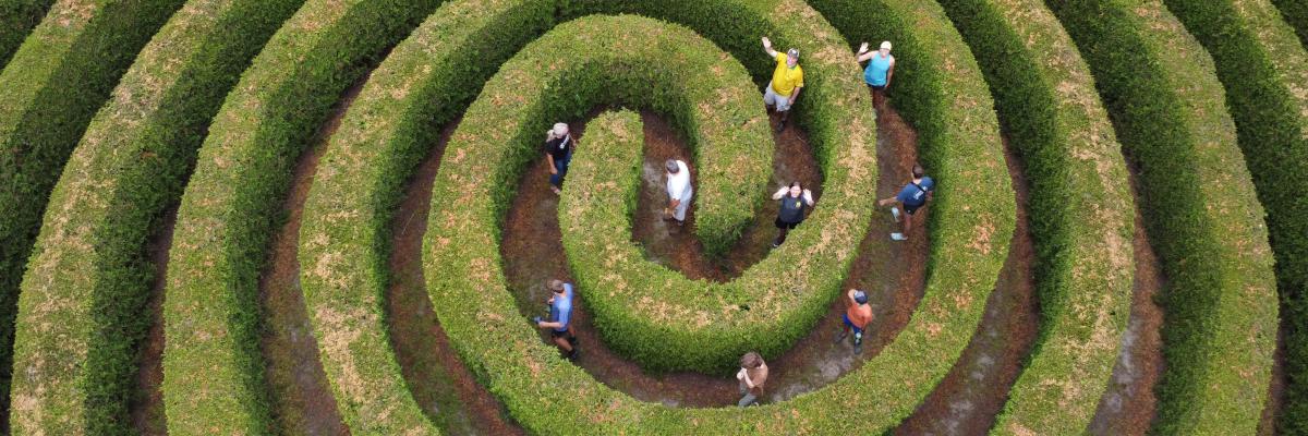 An aerial view of people walking through a circular green hedge maze.